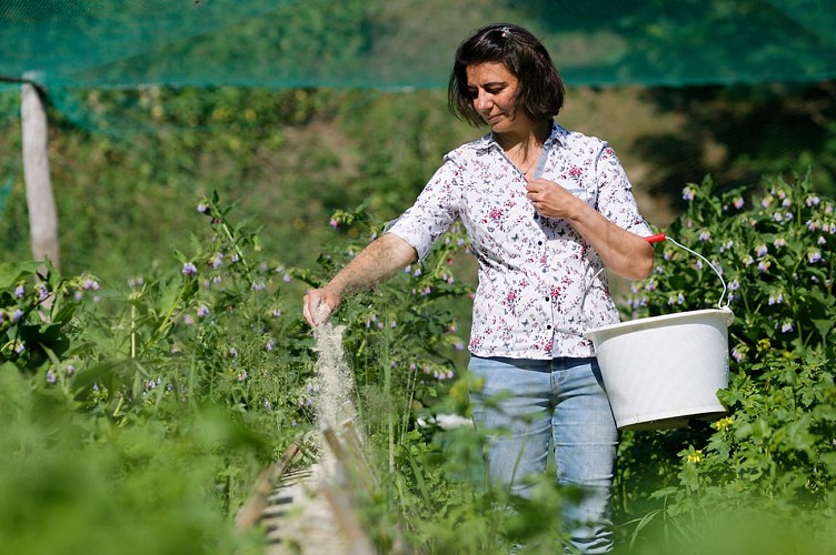 Escargot de jade distribue aliment