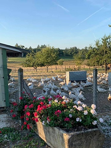 Volailles La Meuzacoise à Meuzac