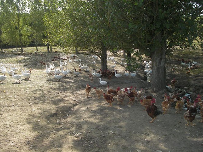 Volailles La Meuzacoise à Meuzac_3