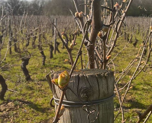 Domaine Gabrielle Angélique_1