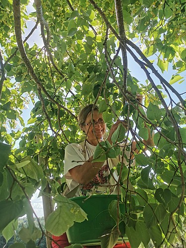 Les Simples de Sophie