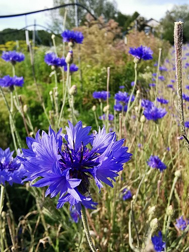 Les Simples de Sophie