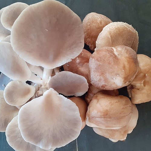 Le potager Saint-Martinois