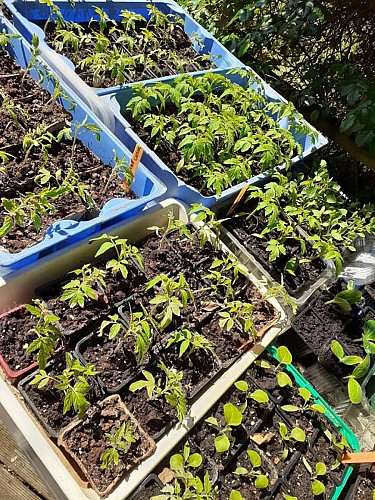 Le potager Saint-Martinois