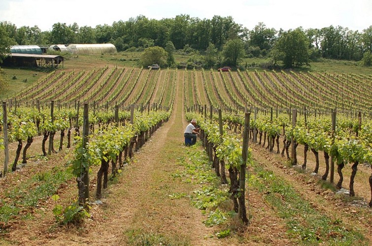 La Cave Viticole de Branceilles