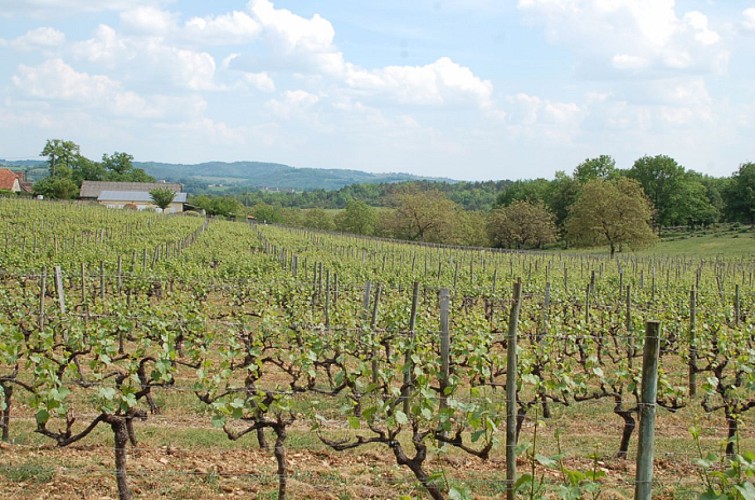 Vin de pays de la Corrèze 'Mille et une pierres'