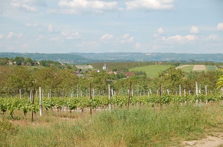 Vin de pays de la Corrèze 'Mille et une pierres'