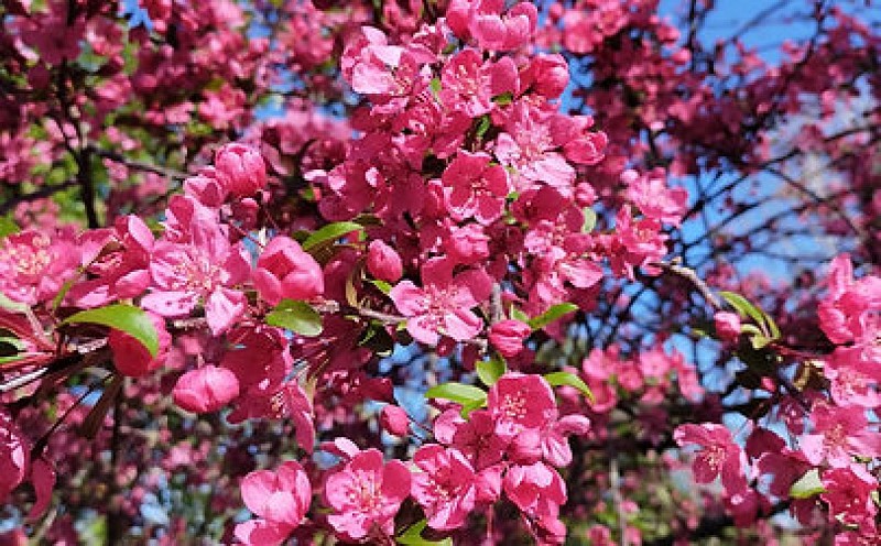 Jardin aux oiseaux en été ©Jardin aux oiseaux