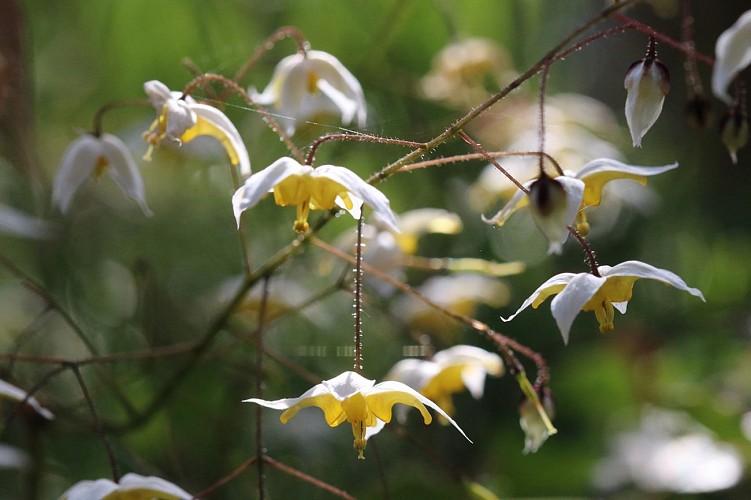 epimedium