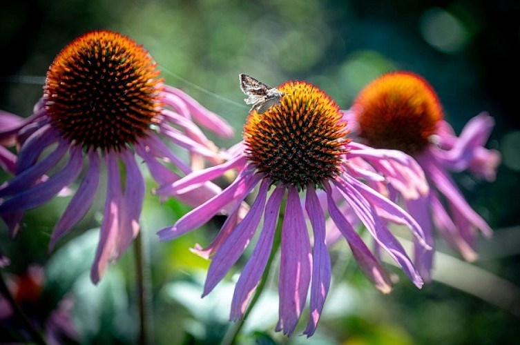 2023-10-10_Comptoir-herboristerie-_Nadia-Mauleon-198WEB