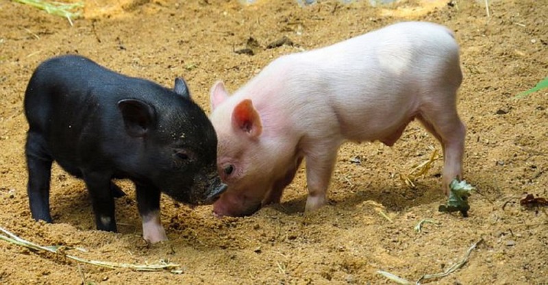 La Ferme de Malmort