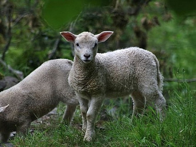Eliane and her wool