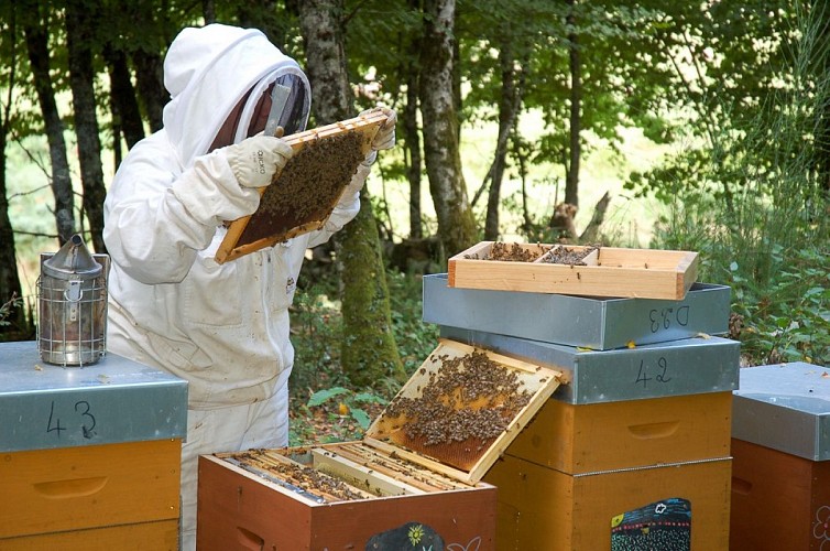 ©Les Ruches de Liza (1) ok