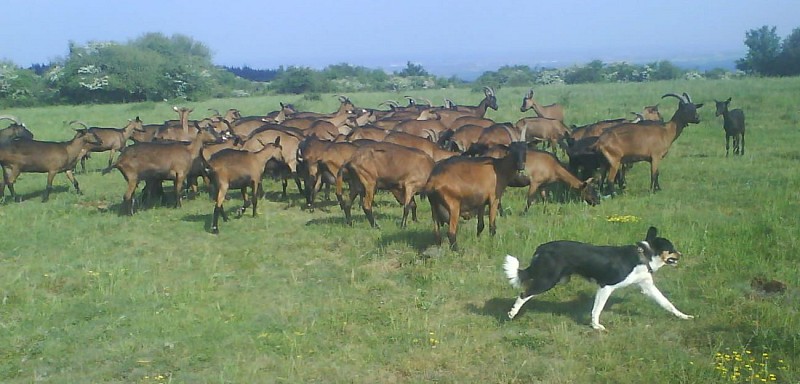 074 Chèvre de Russilly