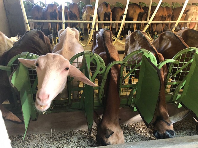 Givry---La-Chevre-de-Russilly---2018--1-