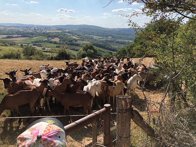 Givry---La-Chevre-de-Russilly---2018--2-