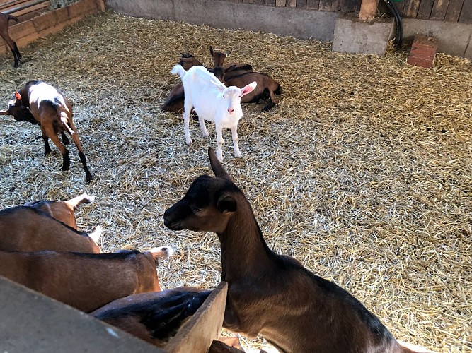 Givry---La-Chevre-de-Russilly---2018--3-