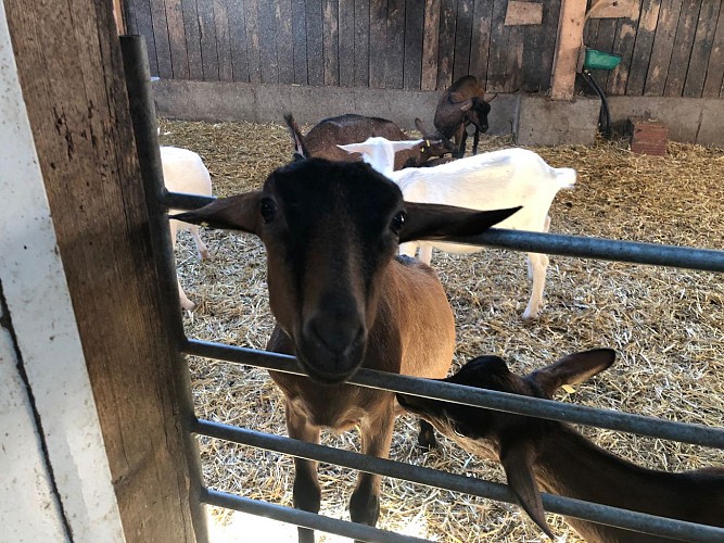 Givry---La-Chevre-de-Russilly---2018--4-