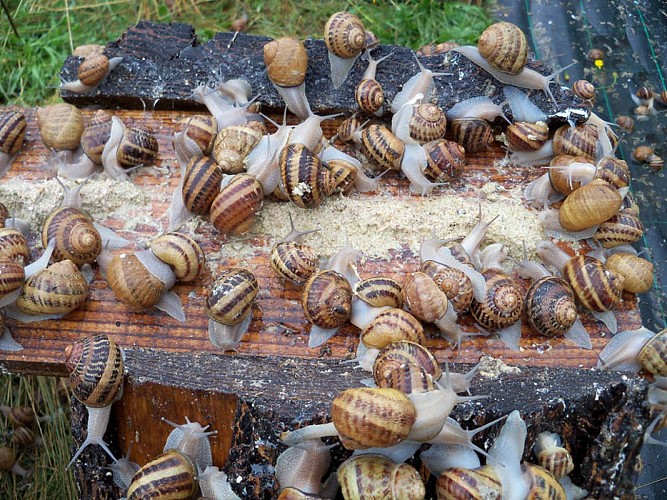 Elevage d'escargots