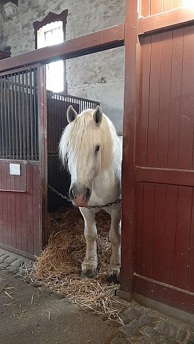 Percheron