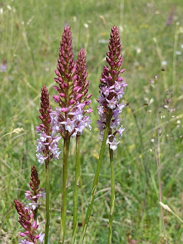 Orchidée Gymnadenie