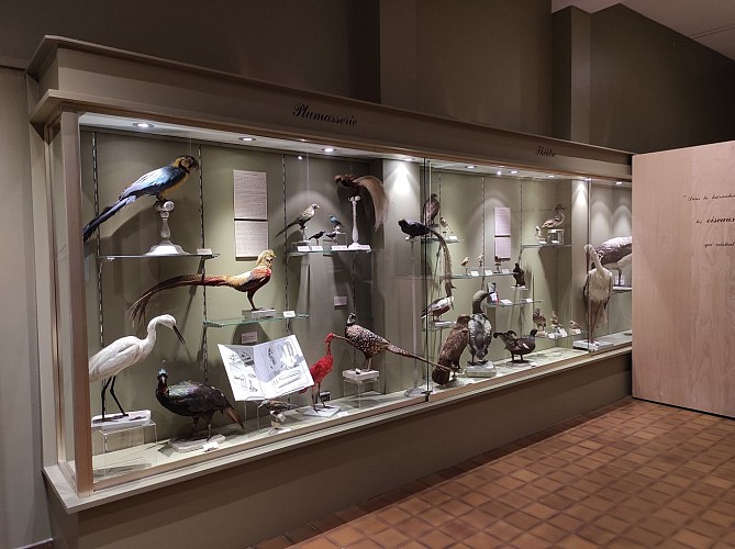 Salle Oiseaux