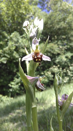 Châtenoy en Bresse - Parc de loisirs Saint Nicolas