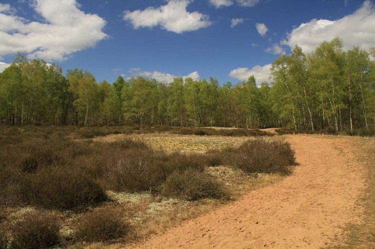 Les dunes de la Réserve Naturelle Nationale de La Truchère-Ratenelle