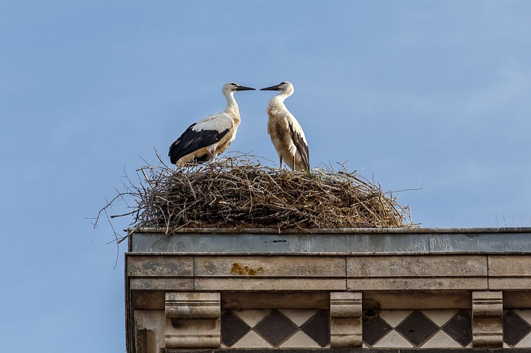 Cigogne Eglise - Crédit-photo-T.Lapetite