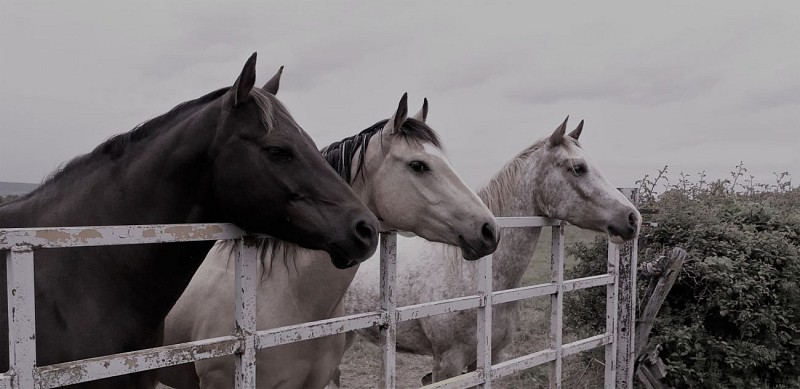 Clunisois-cheval-exterieur