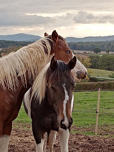 Paint Cluny Western Equitation