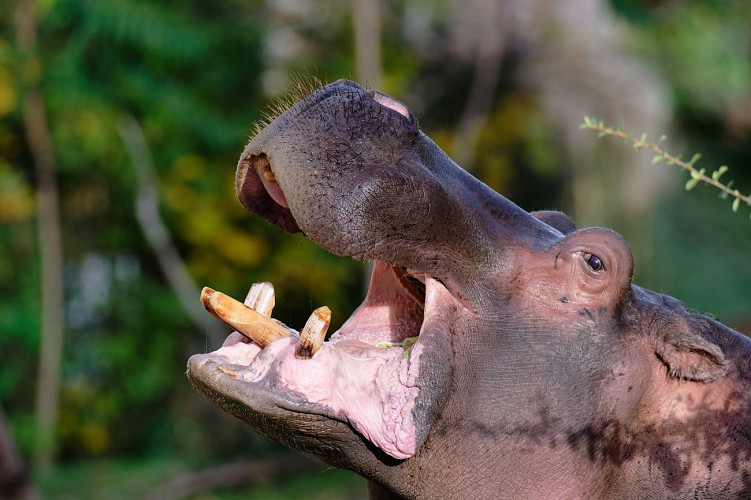Hippopotame