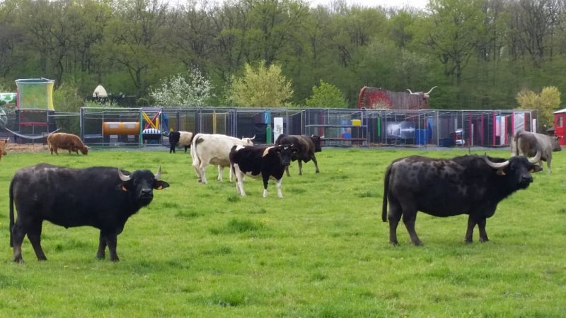 vaches-et-labyrinthe-de-motricite-2
