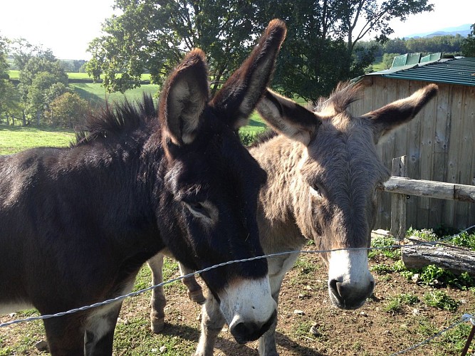 Les ânes de Francis