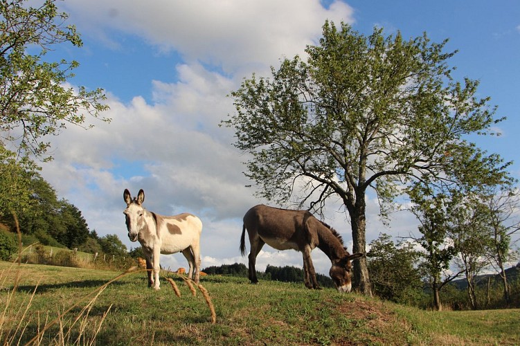 Les ânes de Francis