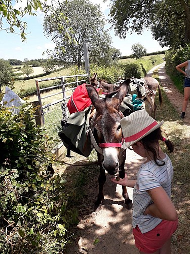 Les ânes de Francis