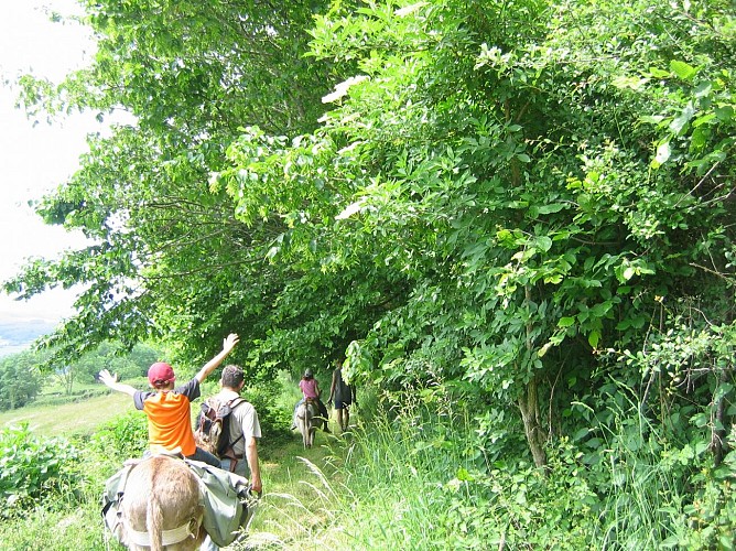 Les ânes de Francis