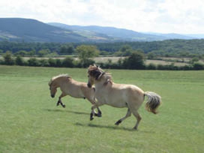 Equi'table - Cheval pour tous