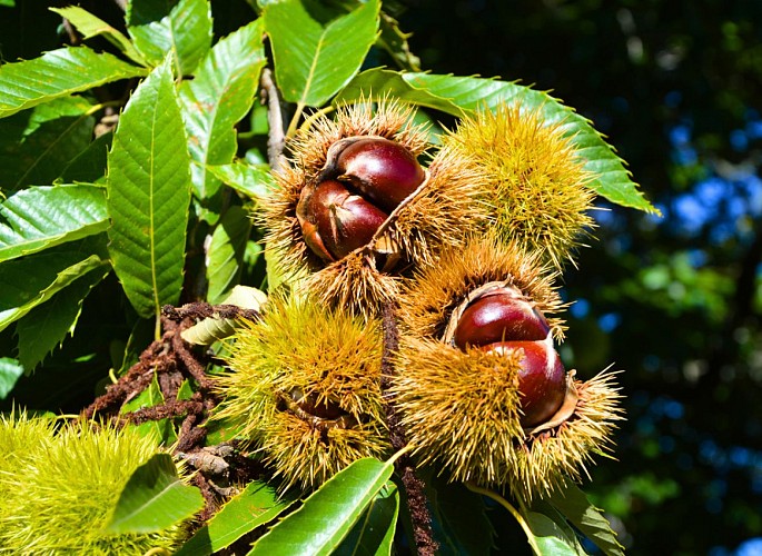 Le Châtaignier, de l'arbre à l'assiette