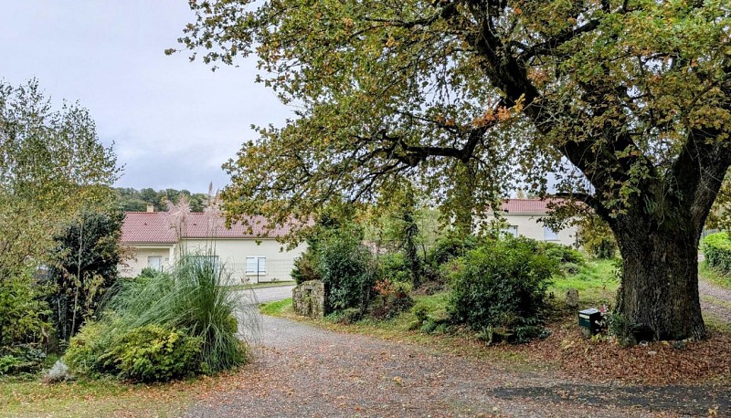 Gite "La Condamine" à Eymoutiers en Haute-Vienne (Limousin en Nouvelle Aquitaine) - chêne situé à l'arrivée au gîte_3