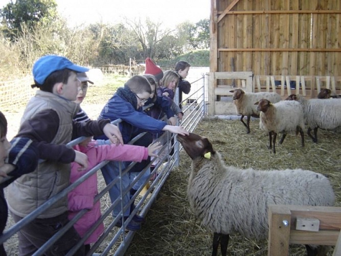 Chambre 'Loriot' à l'Ecurie du Marais - marais poitevin