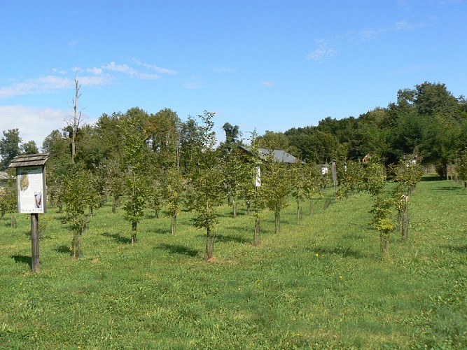 Arboretum de Voulème