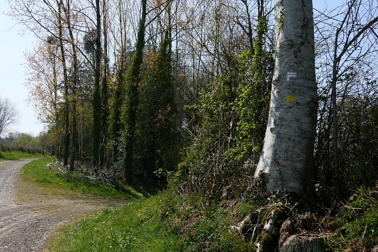 Suivez le chemin sur votre droite pour parcourir les sentiers du bois