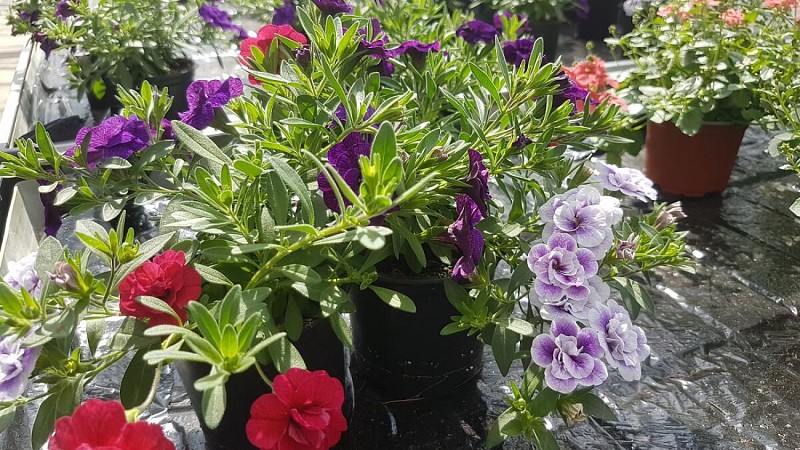 EARL L'HORIZON "LES ARTISANS DU POTAGER"