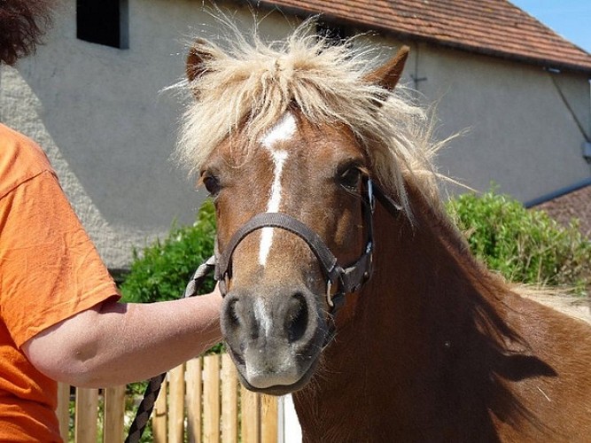 CENTRE EQUESTRE EQUITA-SAÔNE_2