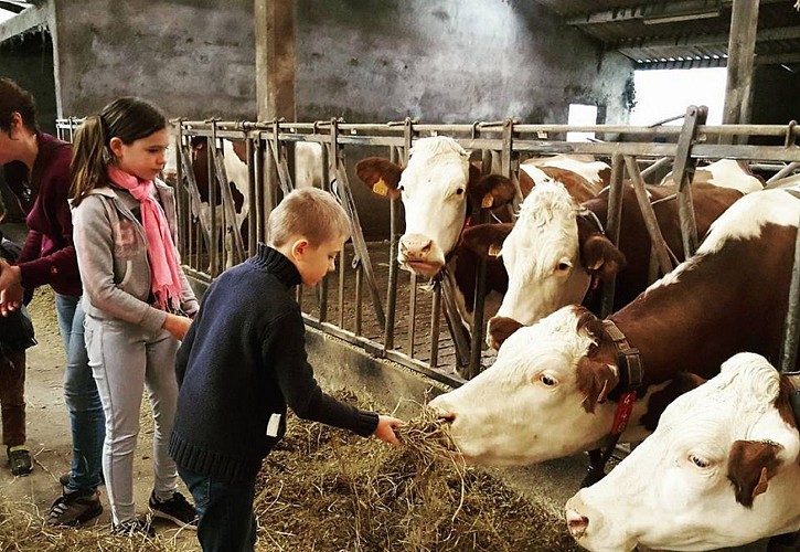 Gaec-Menigoz---vaches