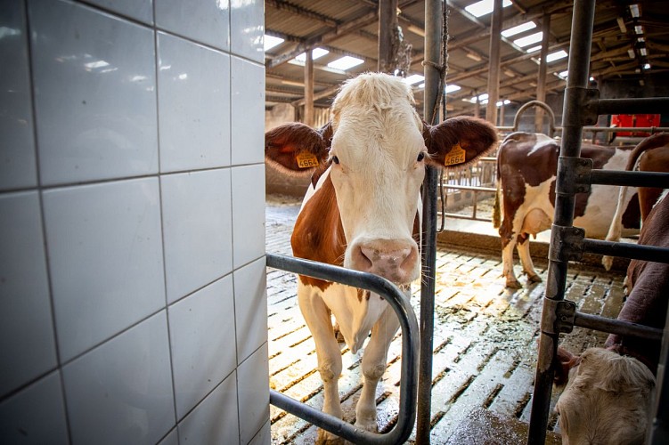 Munster menigoz (29)