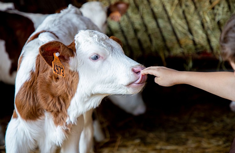 Munster menigoz (35)