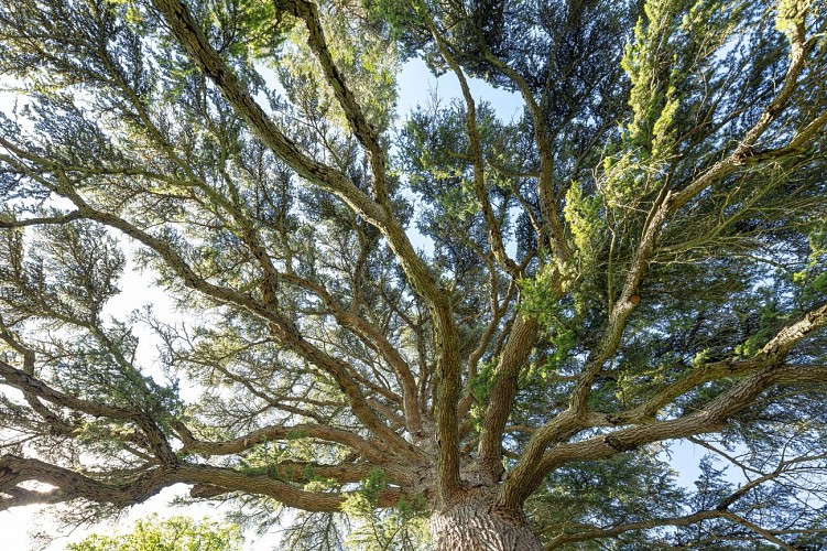 X.SPERTINI grand arbre