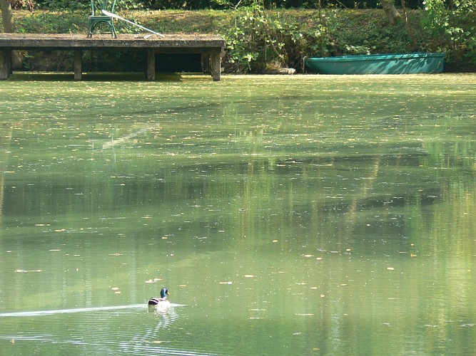 l'étang vue du chalet chambre insolite